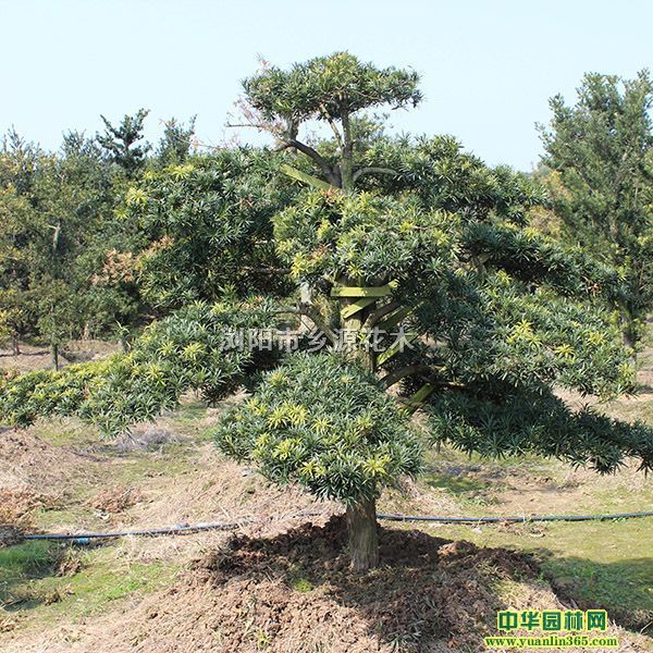 各种规格造型罗汉松、中叶大叶、苗圃直销、原生罗汉松15可造型