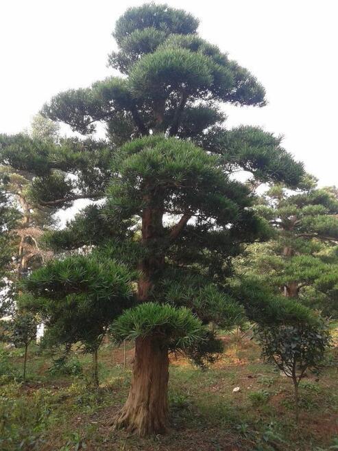 花语苗圃造型罗汉松树12-15-20-25-30-40cm