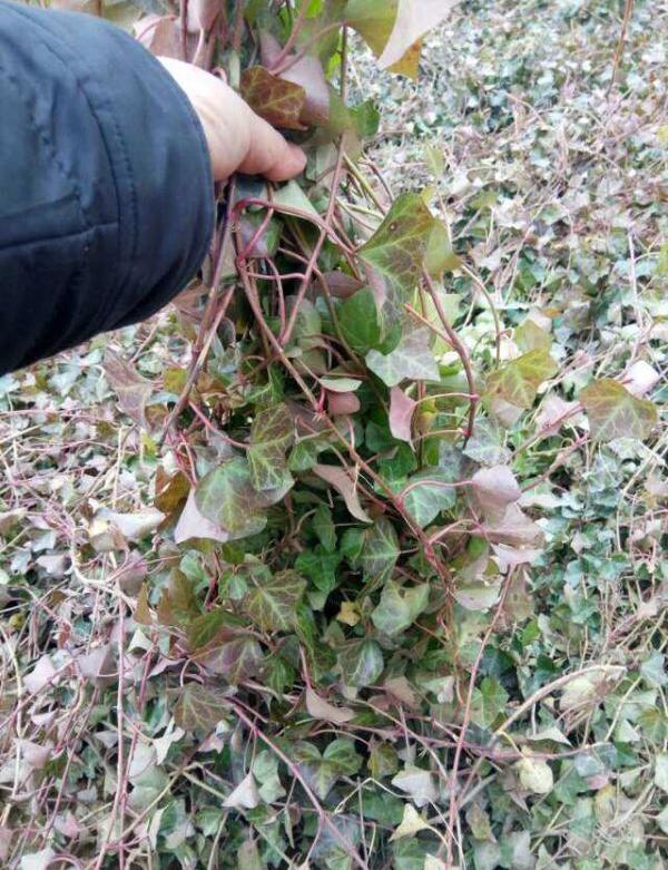 爬山虎小苗价格表