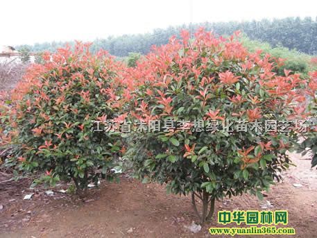 红叶石楠球冠幅80-200公分