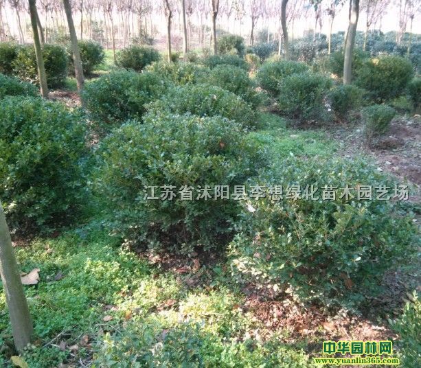 瓜子黄杨球冠幅50-200公分