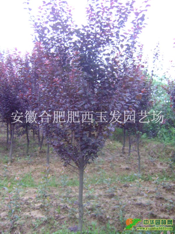 红叶李