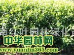 金桂小苗高50-100公分