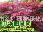 红枫
