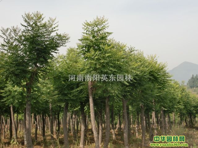 栾树、五角枫、杜仲、黄栌、皂角等苗木