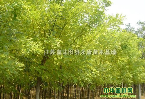 黄金槐(金枝国槐)(金枝槐)