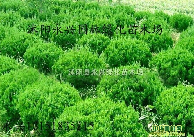 蜀桧球、法国冬青、红花绣线菊