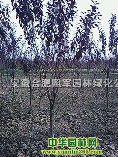 乌桕、红叶李、大叶女贞、紫薇、三角枫、桂花、香樟、榔榆等