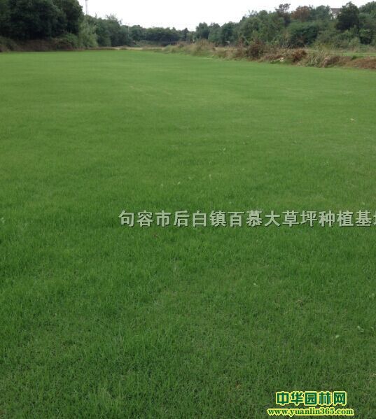 高羊茅草坪、高羊茅草皮