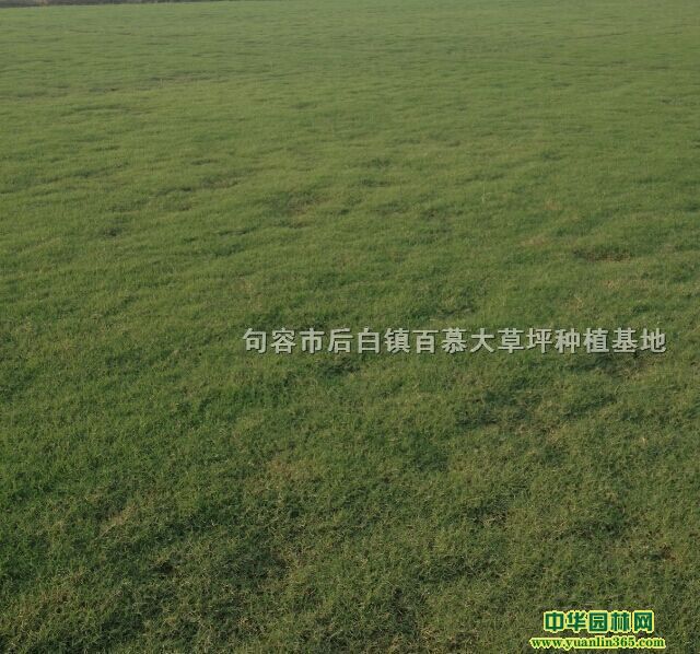 狗牙根草坪、狗牙根草皮