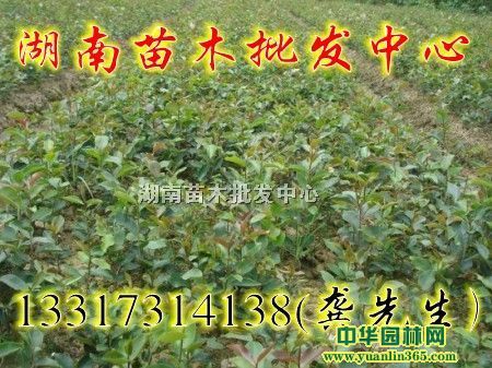 香水茶花、紫叶茶花、紫红茶花、大叶茶花、红叶茶花