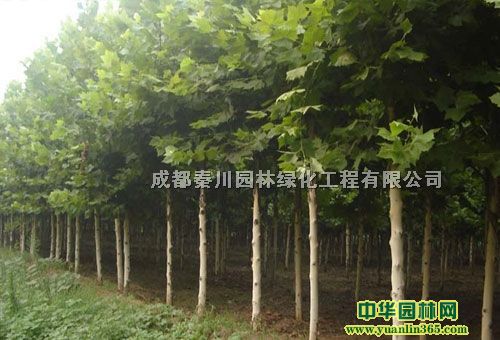 法桐树