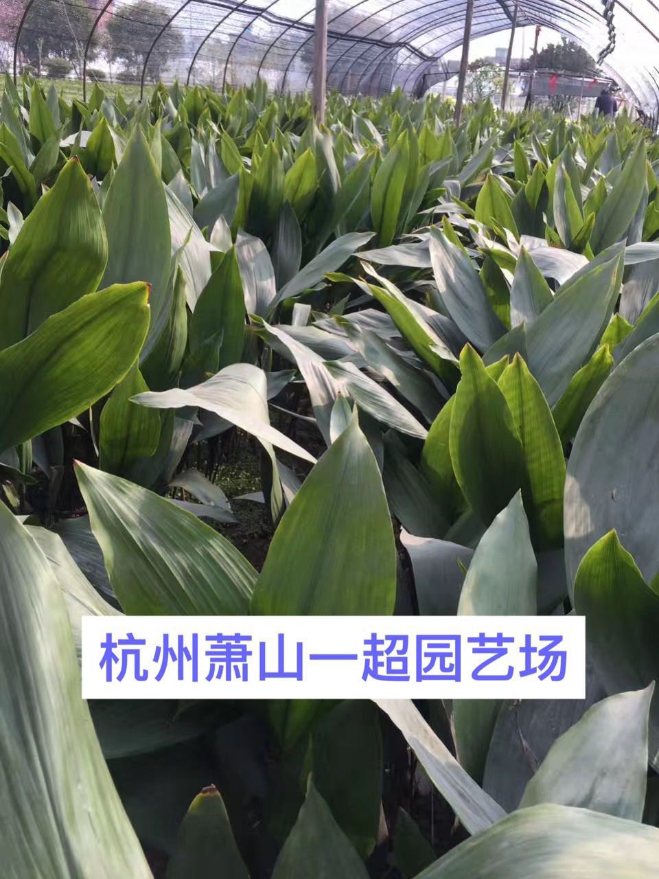 一叶兰图片