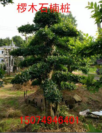 造型椤木石楠桩图片