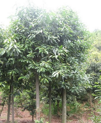 8公分红花木莲图片