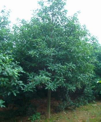 10公分红花木莲图片