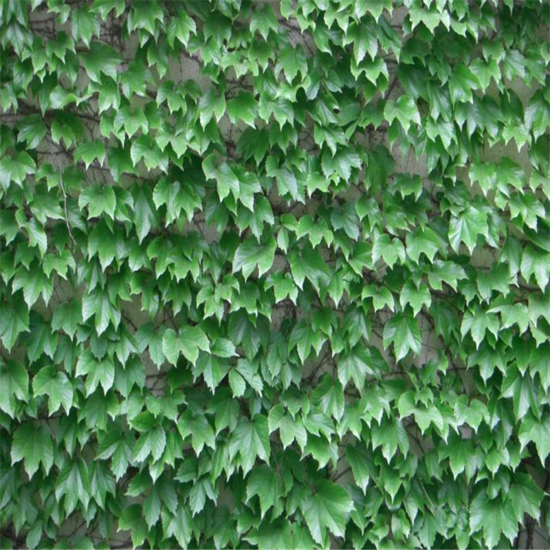 五叶地锦图片