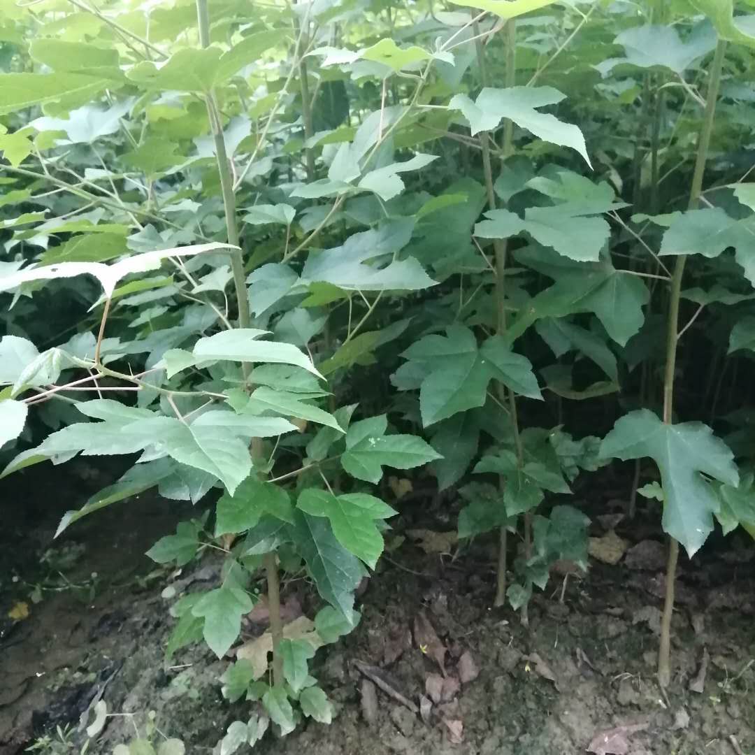 枫香图片