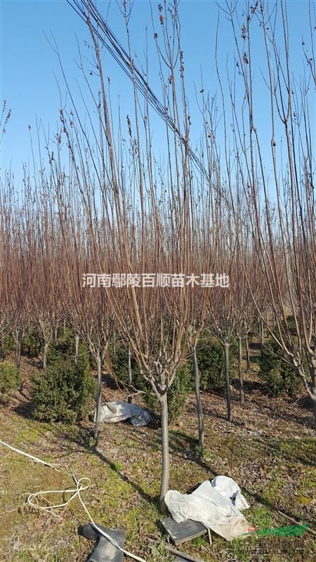 紫叶李图片