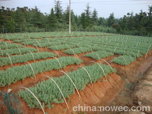 籽播雪松小苗图片