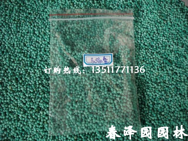 �иߵ���Ƥ����ƺ���ӣ����ѣ�����