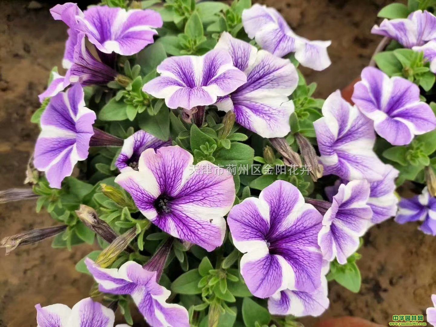 ���ǣţ�����ֽ��ջ�