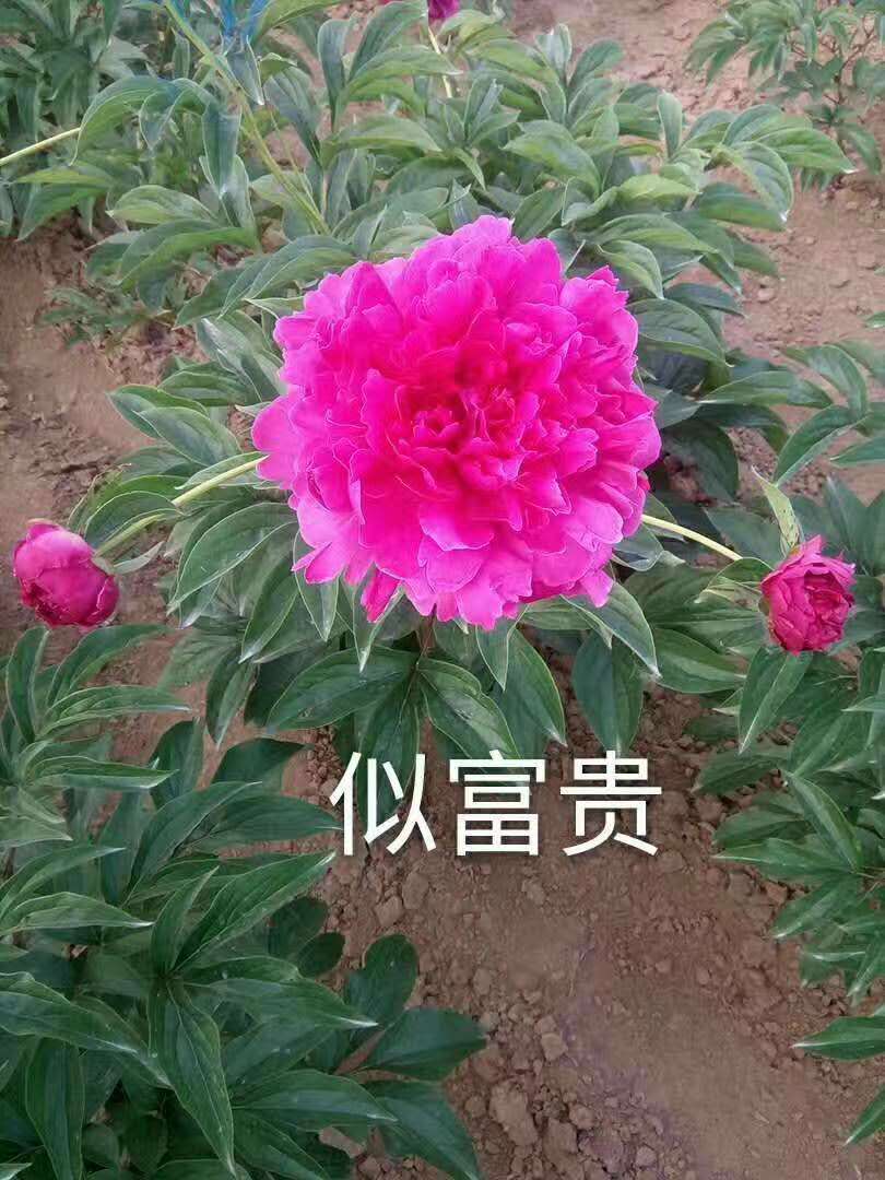 ��ҩ��˹��