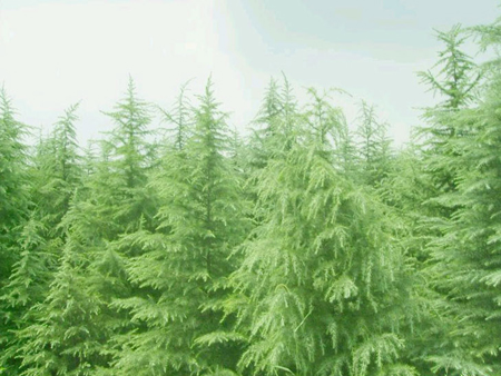 ѩ�ɡ���Ҷʯ�