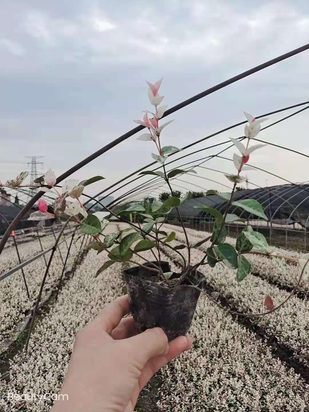 ��Ҷ��ʯ�硢��Ҷ��ʯ���籭�硢Ӫ�������̻�����ɫ����