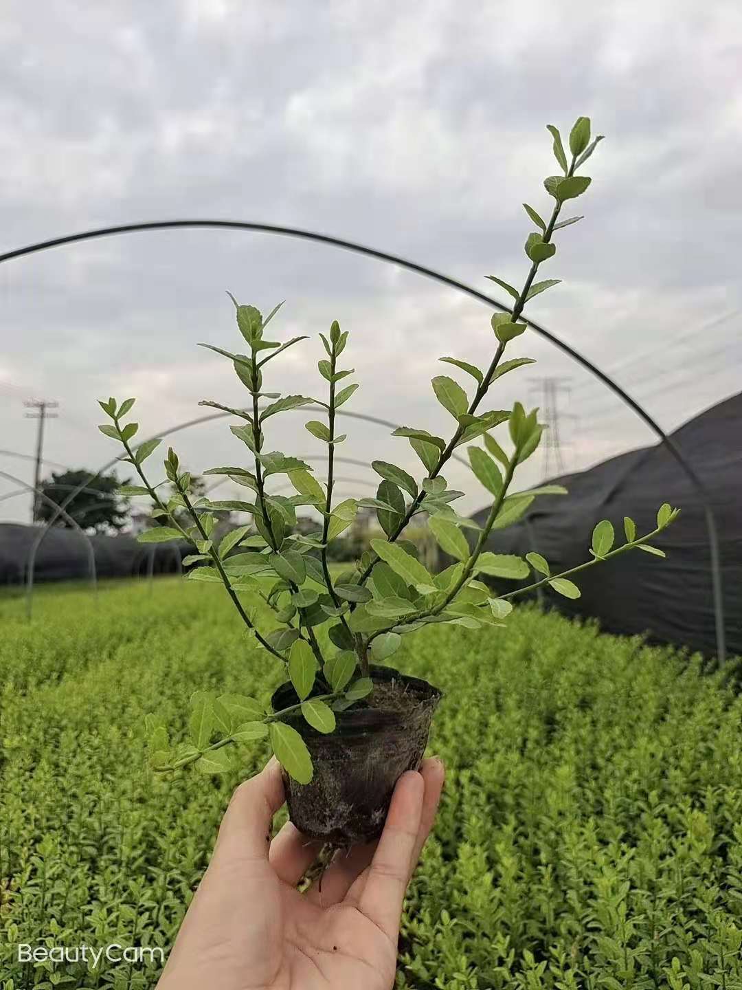 �������籭������ٴ��硢Ӫ������
