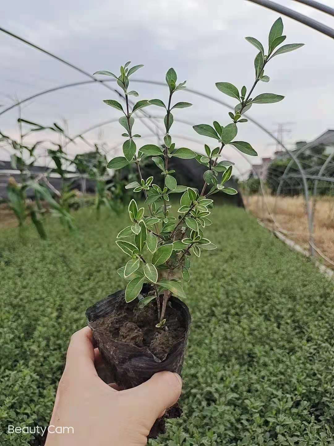 �������ѩ�̻��硢���籭�硢�������ѩӪ������