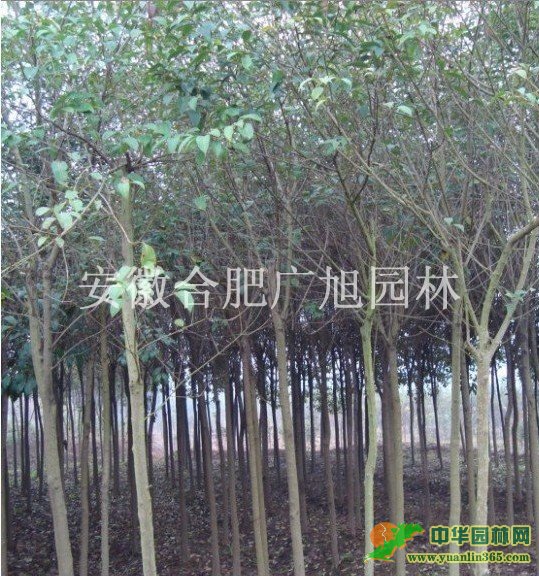 ��ҶŮ��2