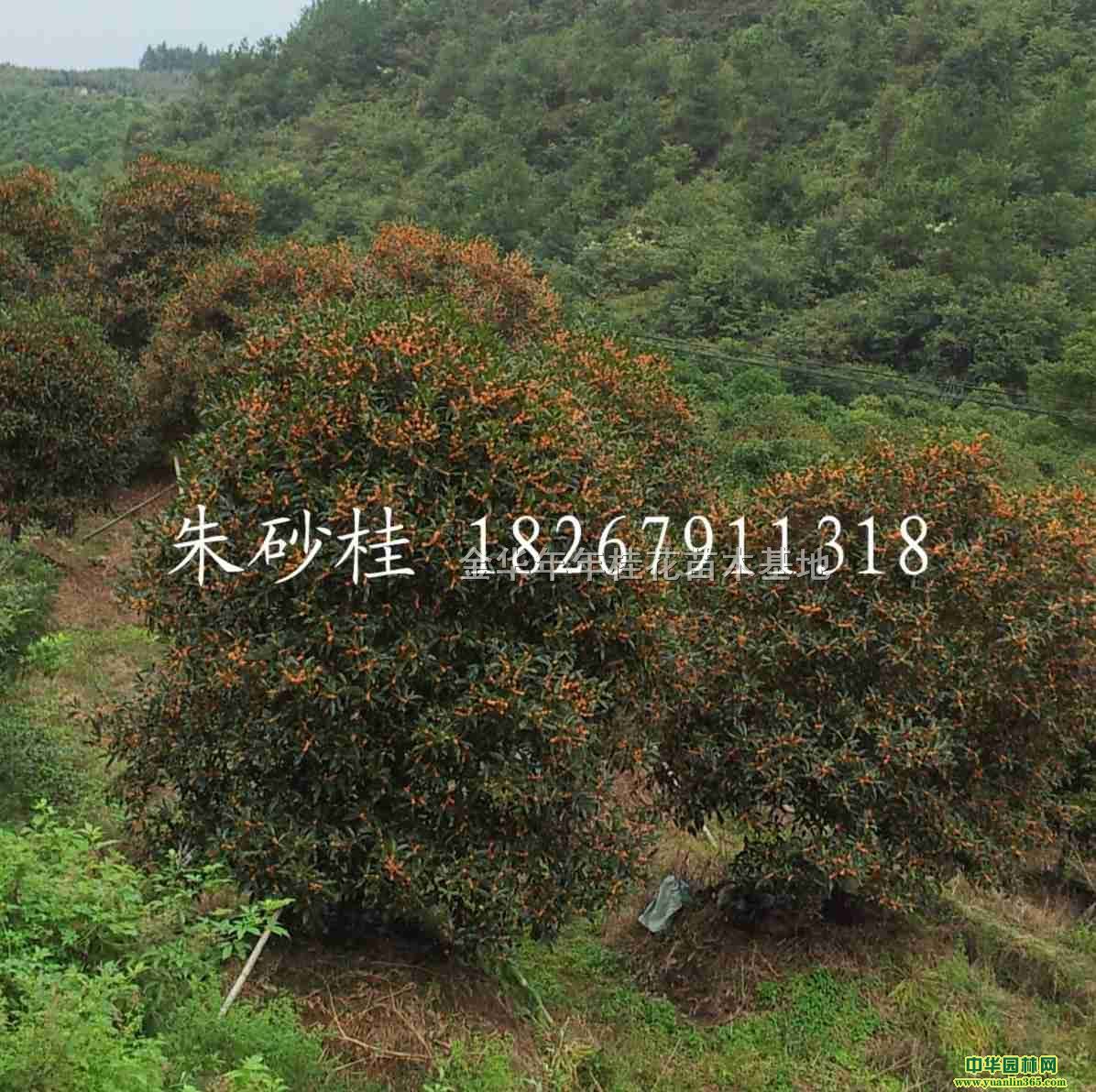 ��ɰ��С���30-50��80-100����