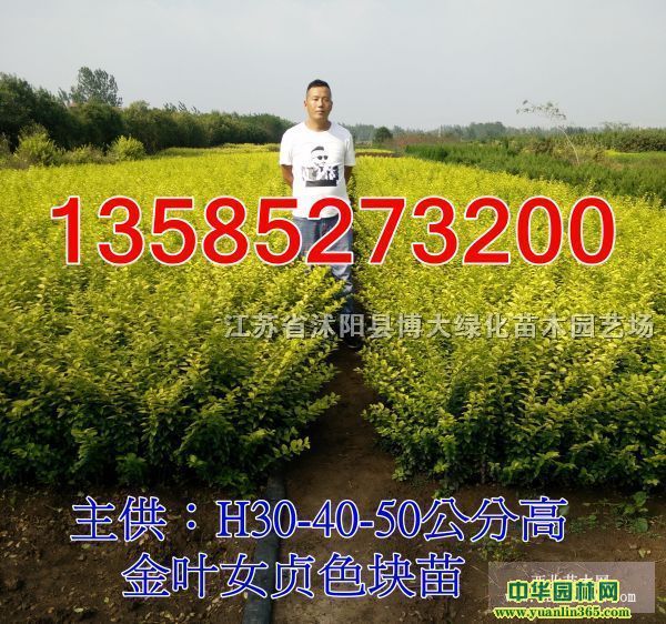 ��ҶŮ��߶�40-50���ֽ�ҶŮ��������۸񡢽�ҶŮ����