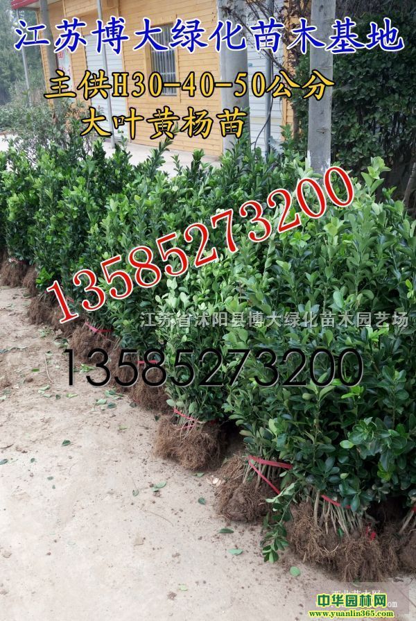 ��Ҷ����߶�40-50���ִ�Ҷ�������۸��Ҷ�������