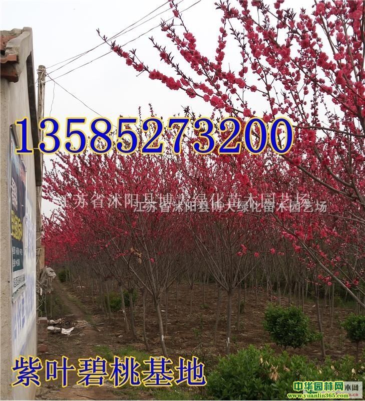 ��Ҷ����3����4����5���ֺ�Ҷ���Ҽ۸�ͼƬ����Ҷ����