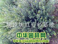 ���ֹ��춹ɼ�辰