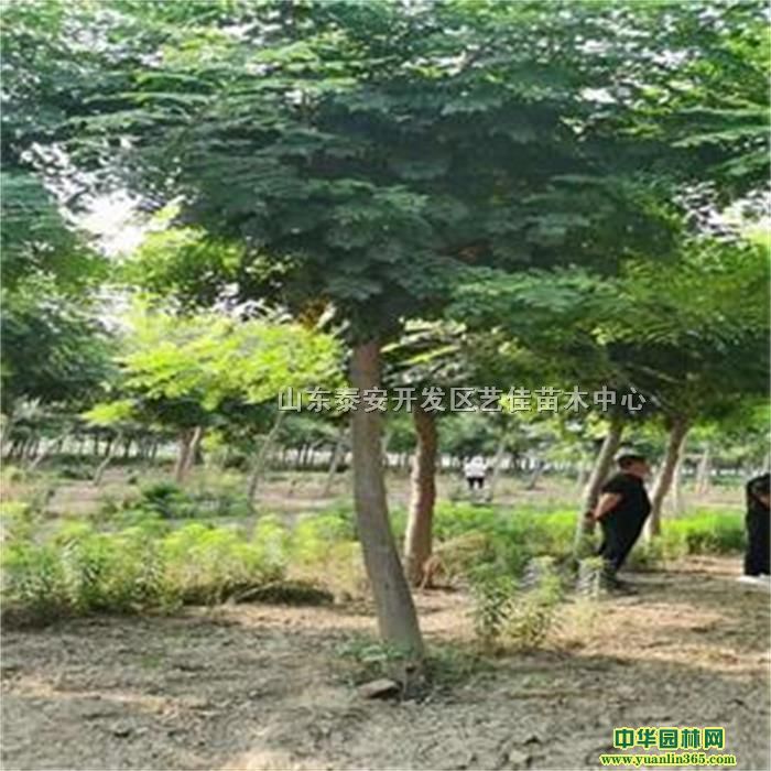 ���걱������������Ρ�8����-10����-12���ֱ������۸�