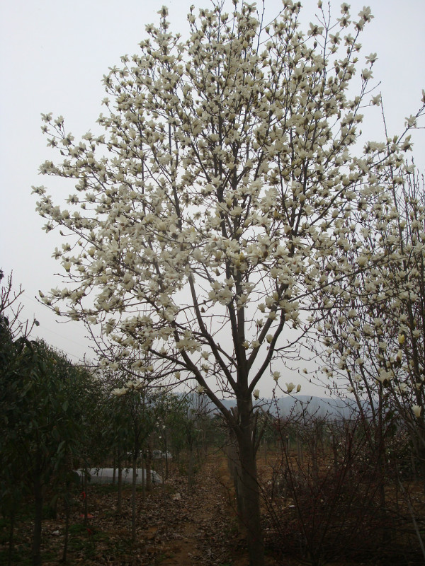 �졢�ơ��ס��ϡ��㡢������������Ƿ㡢������ӡ����١�