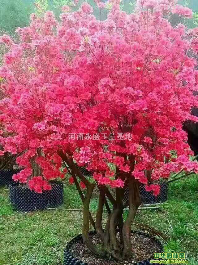 ��ư���������Ƿ㡢���١����ӡ����ա�ľ�ϵ���ľ