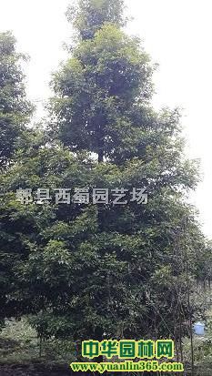 ��骡��ľ����˿�ľ