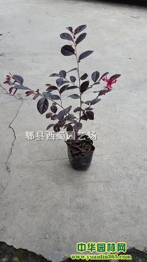 �컨��ľ�����磩
