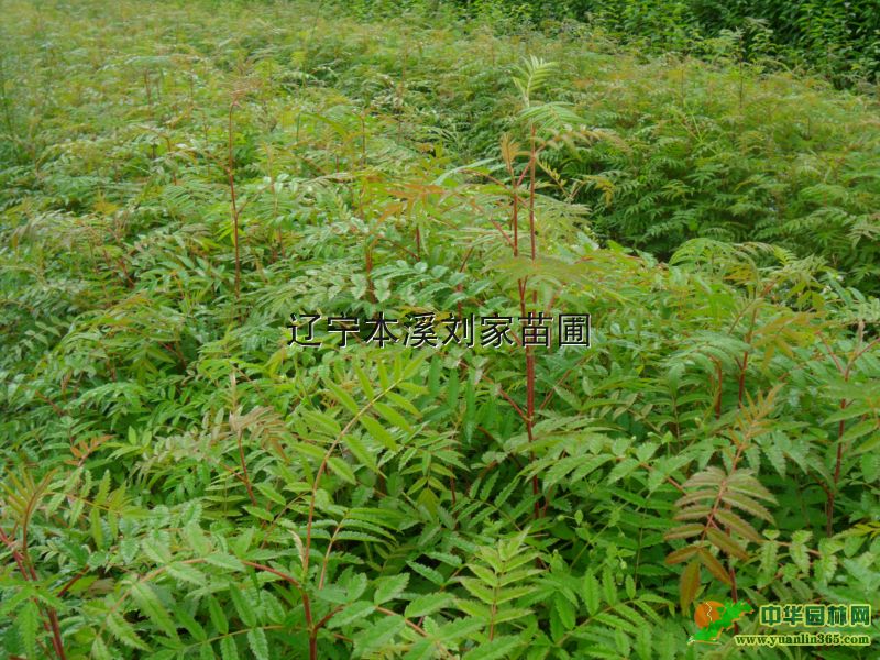 ����硢�ٻ�����硢���