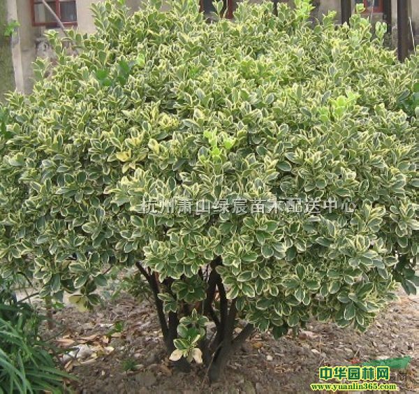 ��߻�����ڷ�1�ס��߶�1��