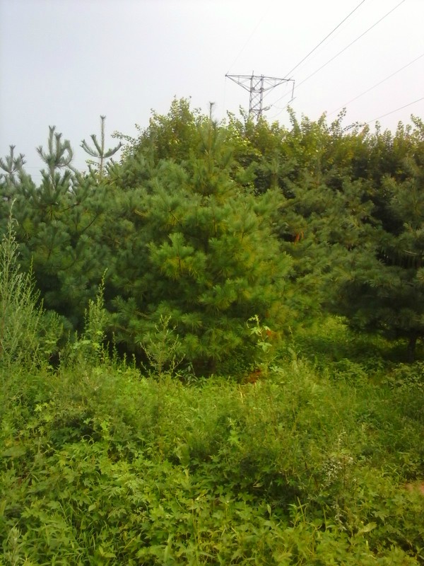 4-4.5�װ�Ƥ��