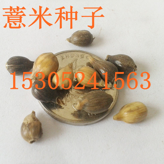 ޲�����ӡ��������ӡ����������ӡ�֪ĸ���ӵ�ҩ������