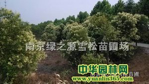������ҶŮ��