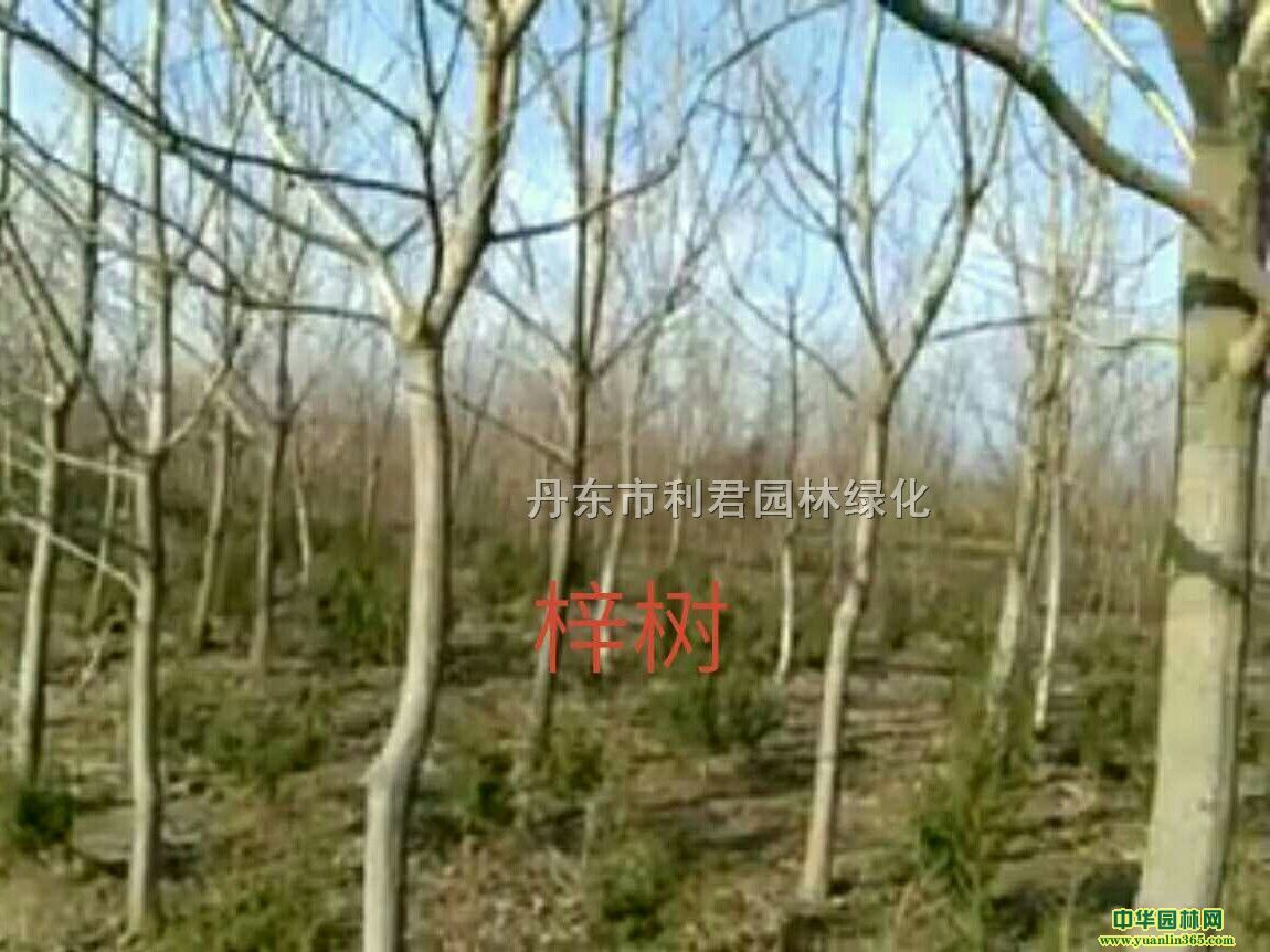 ����3-20CM