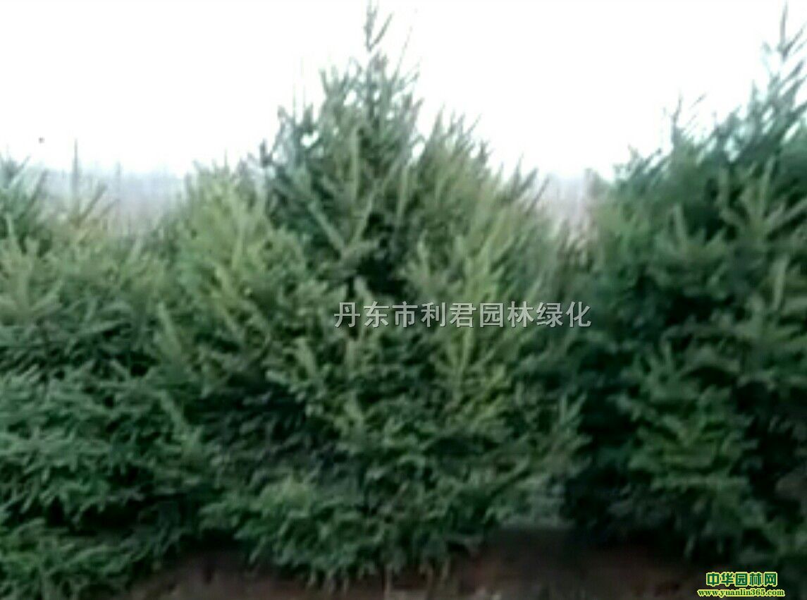 ��ɼ����ɼ����ɼ�����ӡ���ͩ�������ǡ��ɹ��ݡ���������ľ