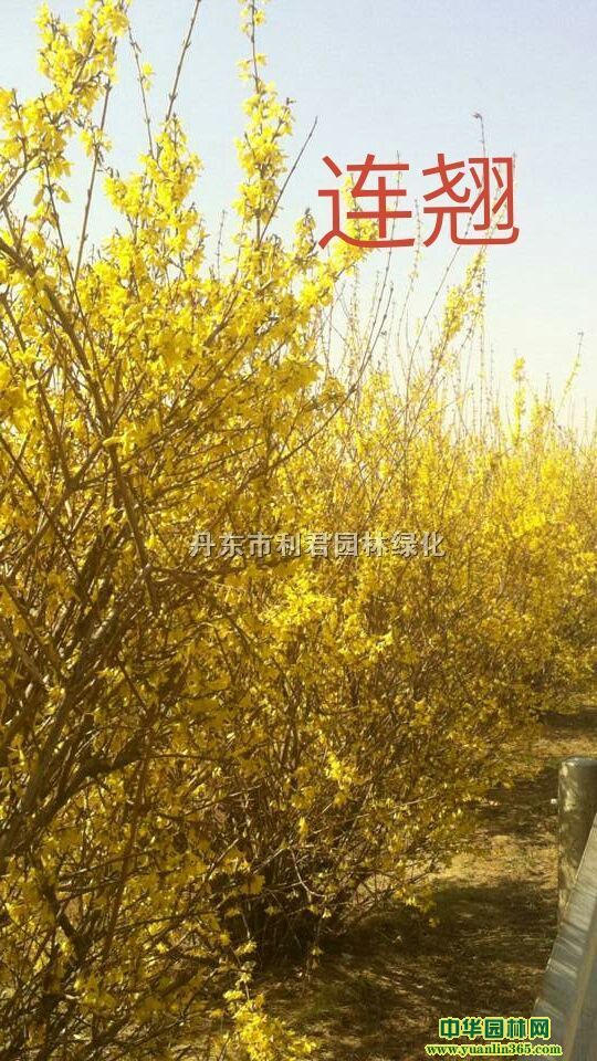 ���������ǡ��ɹ��ݡ���Ҷ�����ҶС�ޡ����̡������ˮ�������ľ